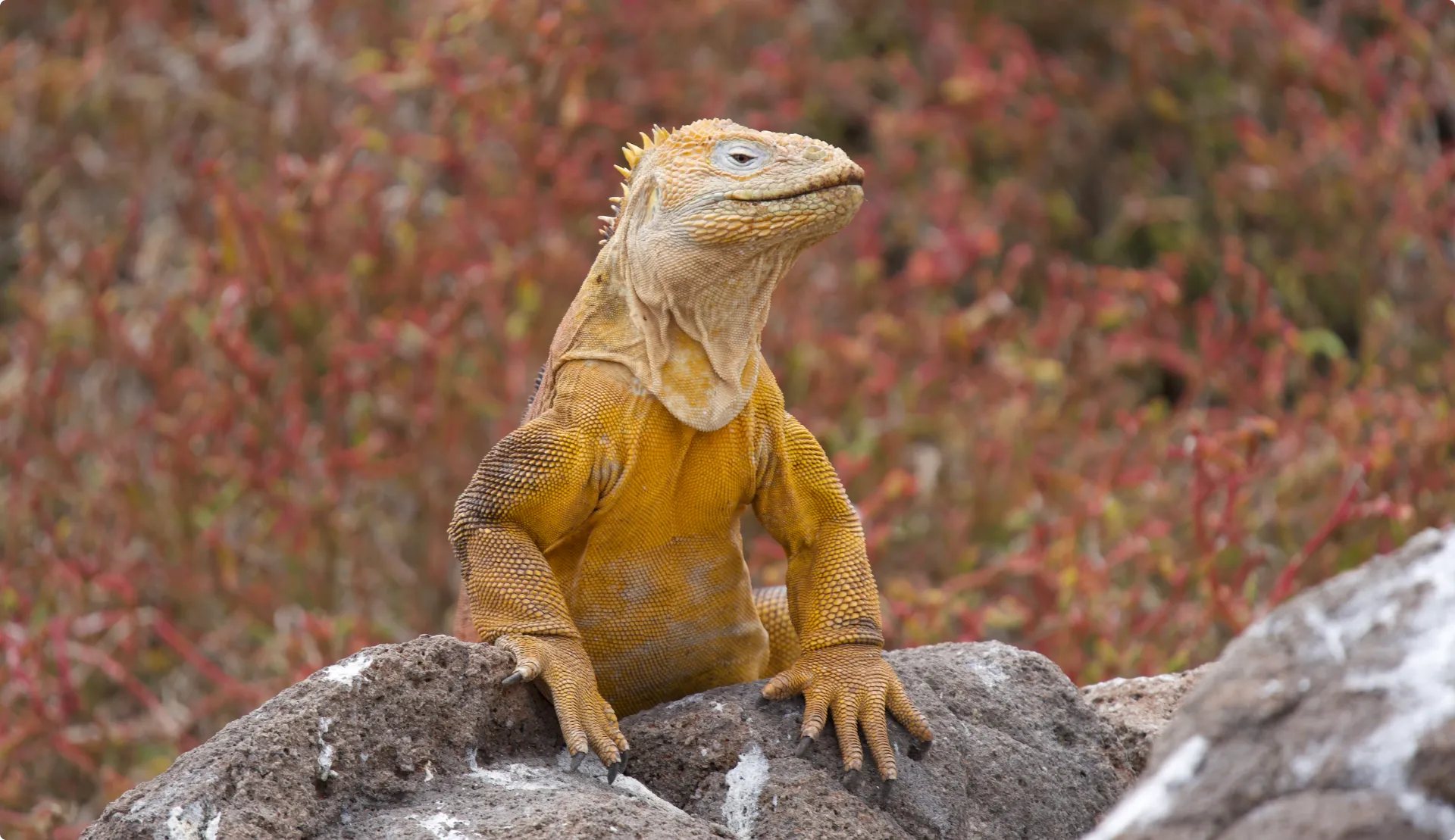 Iguana terrestre de Galápagos en la Isla Seymour Norte
