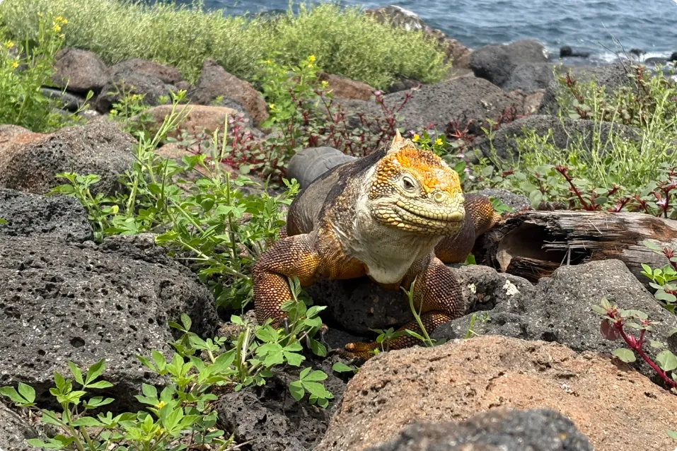 Iguana terrestre de Galápagos en la Isla Seymour Norte